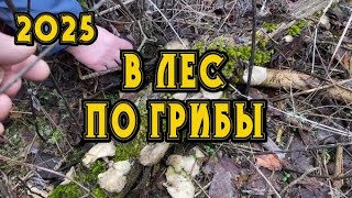 03.01.2025. Вот и настал этот день! Такого зверя мы ещё не видели! Сезон сбора Грибов открыт!