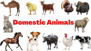 Domestic Animals for kids | Farm animals name in english kids vocabulary