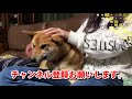 豆柴丸子　大好きなお姉ちゃんから 逃げる柴犬（丸子とねーたん）　💓　dog trying to escape