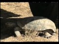 The Desert Tortoise: A Delicate Balance