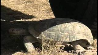 The Desert Tortoise: A Delicate Balance