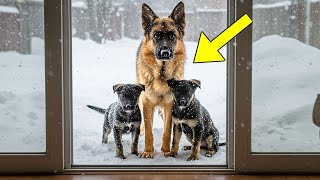 German Shepherd Freezing with Her Puppies Finds Shelter in a Stranger's Yard, and This Happened