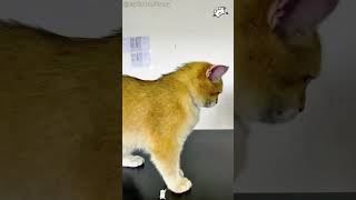 Cat forced to turn on #funny #funnypetsmoments #cat #funnycat #pets