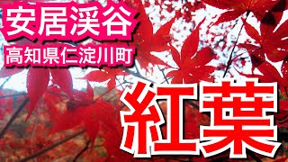 安居渓谷（高知県仁淀川町）の紅葉2020年【4K】過去最高の人出に驚く