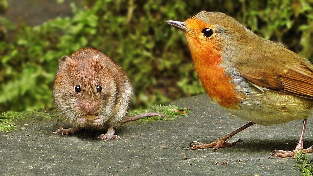 Videos For Cats To Watch Mice : Mouse Vs Birds - YouTube