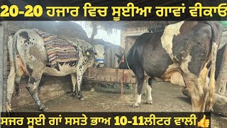 ਸਸਤੇ ਭਾਅ 3 ਗਾਵਾਂ ਵੀਕਾਓ। cows for sale/vadiya farm/6-1-25