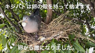 キジバトの雛ちゃんが産まれました。卵から雛になりました。親鳩は卵の殻を取り出して捨てます。Dove eggs  have hatched 🐣 ,2023年1月31日