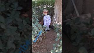 baradari garden patiala#plants #ytshorts#nursery#gardening#ਸਭ ਤੋਂ ਸਸਤੇ ਪੌਦੇ ਬਾਰਾਂਦਰੀ ਨਰਸਰੀpatiala#