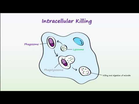 What is Erythrophagocytosis?
