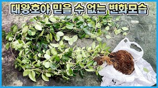 6년묵은 대왕 호야 환골탈태!! 호야 잘 키우는법&호야 꽃피우는법!! feat. 구독자 식물선물!!