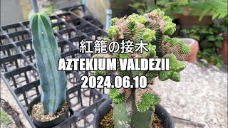 紅籠の接木　Aztekium valdezii　2024 06 10