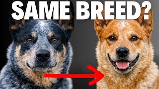 Types of Australian Cattle Dogs – Explained & Compared