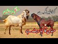 Mangal Mandi ke rate Goat Farm گوٹ فارم Bakra farm bakaron ka business