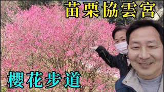 〔苗栗獅潭鄉〕苗栗協雲宮｜櫻花步道｜峨眉湖環湖步道💞看櫻花~走春｜新年｜快樂 2023.01.28