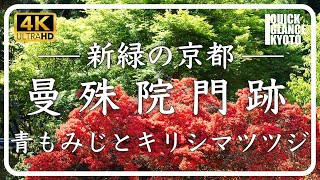 曼殊院門跡 【京都青もみじ】 格式高い門跡寺院の瑞々しい青もみじ。キリシマツツジも見頃を迎えます。[No.322] #青もみじ #京都