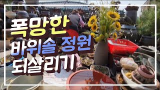 폭망한 바위솔 정원 되살리기 #장마철_비가림이_필요한_이유