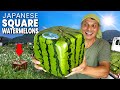 How Japanese Square Watermelons are Made & Eaten ★ ONLY in JAPAN