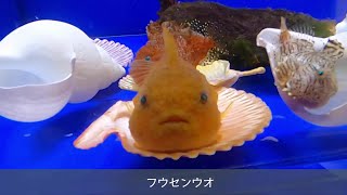 オホーツク海に棲む生き物たちをご紹介します！