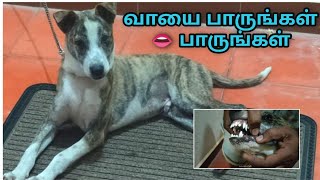 ராமநாதபுரம் மண்டை நாய் | Ramanathapuram manda dog | pulicharai mandai dog