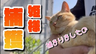 【毎日が日曜日】農家ネコたち本日の農園ライフ【ダイジェスト】🐈‍⬛🐈