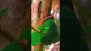 Snail | වෙද ගොලුබෙල්ලා | Acavus Superbus |