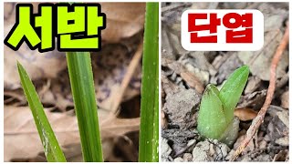 #한국자생춘란# 개척산행에서 재밌는 개체들 보고 옵니다!!