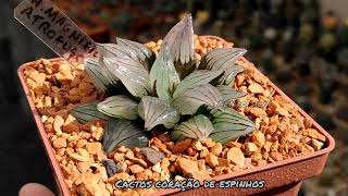 Haworthia magnifica var. atrofusca