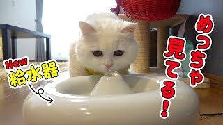 【事件発生！】新しい給水器をガン見する猫！気に入ってくれるのか？？