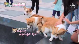 청계천에 뜬 대중소! 인기犬 대세犬 국민犬 등극?! | 개밥주는남자