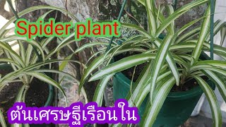 ต้นเศรษฐีเรือนใน Spider plant # Australia