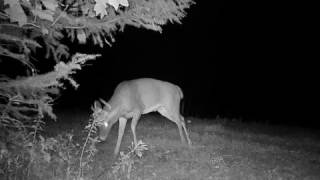 BuckRut 2016 1016  Cam59 VID5400 8ptNT Buck Scrape