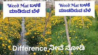 weed mat ಬಳಕೆ ಮಾಡದಿರುವ ಮತ್ತು ಮಾಡಿರುವ ಸಾಲುಗಳಿಗೆ ಇರುವ ವ್ಯತ್ಯಾಸ ನೀವೆ ನೋಡಿ ಸ್ನೇಹಿತರೆ | weed mat info