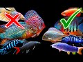 The Replacements: These Fish May Be Better Options!