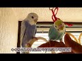 性別わかる？生後3か月のセキセイインコ【幼鳥】