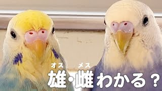 性別わかる？生後3か月のセキセイインコ【幼鳥】