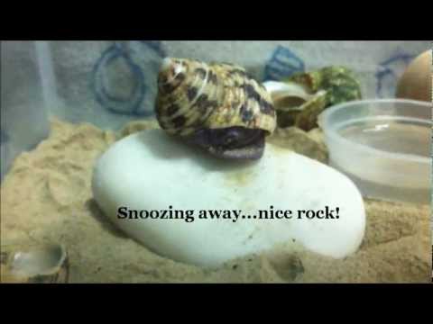 Singapore hermit crabs in its crabitat Singapore hermit crabs in its crabitat