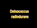 What Is The Definition Of Deinococcus radiodurans - Medical Dictionary Free Online