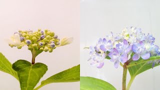 【開花比較】身近な二種類のアジサイの開花（ガクアジサイ　ホンアジサイ） （花の開花＃221）