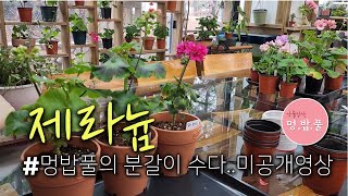 제라늄,멍밥풀 분갈이 수다 ..미공개영상  #제품구입은 아래 '더보기'에 있어요