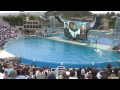 SeaWorld's Old Shamu Believe Show With Trainers in the Water!!!