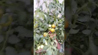 ഇത്രയും ഞാൻ പ്രതീക്ഷിച്ചില്ല #naturalfarming #tomato #farmarlife #natural #vegitablegardening #duet