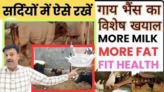 सर्दियों में गाय भैंस का विशेष प्रबंध More Milk More FAT 👉🏻 Sardi Mein Gay Bhains ko kya khilana ch