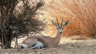 عبيد العوني في محمية الفوزان البرية