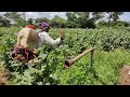 spray for cotton to control dropping of cotton balls curacron potassiumnitrate lancergold