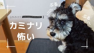 Puppies afraid of thunder [Toy Poodles and Miniature Schnauzers: Satch and Murph].