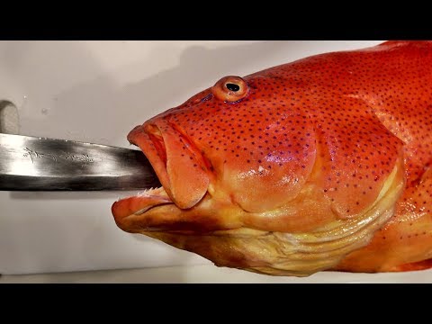寄生虫まみれだった巨大魚の体が強烈だった