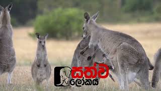 Sathwa Lokaya (සත්ව ලෝකය)