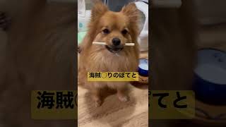 白くて長いものを咥えるポメラニアン#pomeranian #dog #ポメラニアン #わんこ #いぬ #愛犬