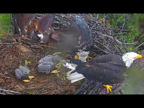 Captiva Eagles Clive Brings 2 Fish In The Rain-Pin Feathers-Feeding ...