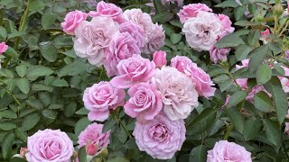 秋バラ Autumn Roses［4K］2024年10月25日/October 25, 2024　京成バラ園